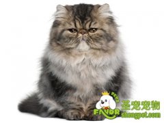 挑选健康喜马拉雅猫的注意事项