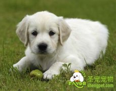 狗狗肠管切除及肠吻合术需要注意的事项