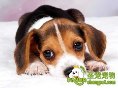 如何解决狗狗的忧郁症问题