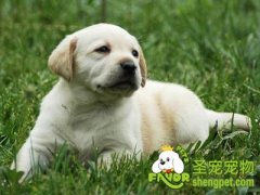 狗狗患有心脏病也会咳嗽