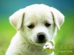 狗狗感染皮肤病种类及症状