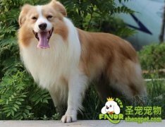 狗狗有皮肤病该怎么办