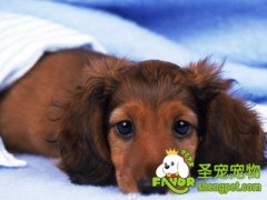 狗狗发烧怎么办