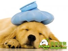 狗狗拉肚子腹泻怎么办