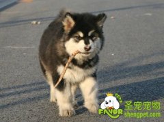 如何预防狗狗的消化不良