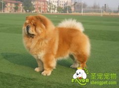 狗狗皮肤瘙痒该怎么治疗