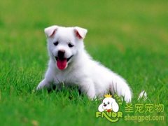 狗狗常见疾病的症状介绍