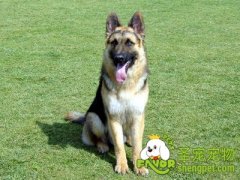 德牧雄霸天下的性格介绍