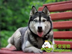 哪些征兆预示着狗狗生病了