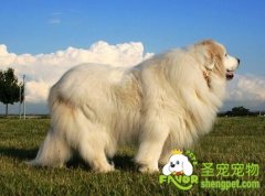 优质大白熊的挑选技巧