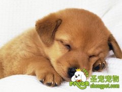 不同狗狗的睡眠习惯有哪些不同
