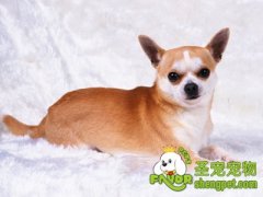 度假时狗狗怎么办