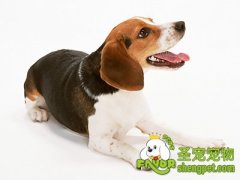 狗狗掉毛我们应该如何应对