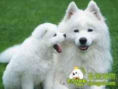 为什么狗狗不可以喝牛奶