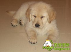 如何避免狗狗的分离焦虑症