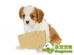 狗狗注射疫苗的时候应注意的事项