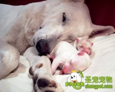 产后的母犬如何照顾可以防止低血糖