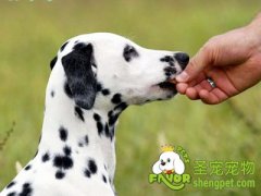 狗狗中毒常见的治疗措施