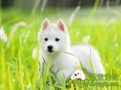 治疗犬瘟热的方法有哪些