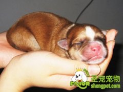 怎样照顾刚出生的小狗狗和还没断奶的狗狗