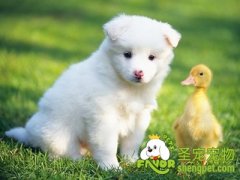 怎样预防家中狗的犬窝咳