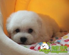 狗狗产后不吃饭该怎么办