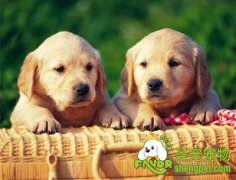 狗狗日常需要准备哪些外敷药品