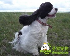 可卡犬的耳朵疾病该如何预防