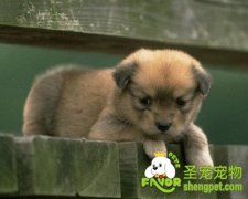 狗狗过敏该怎么办