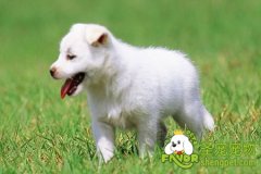 狗狗前列腺囊肿大怎么办