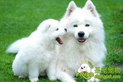 怎样才能防治小狗生虱子