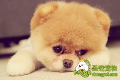 狗狗高烧不退怎么办