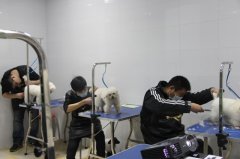 圣宠第1期店铺技术班宠物美容实操课-实犬修剪