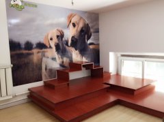 圣宠呼和浩特雅阁星城宠物店宠物活动区