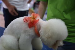 比熊犬如何预防皮肤病