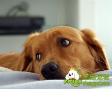 那些因素会影响狗狗的心情