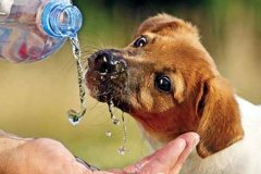 狗狗中暑了怎么办如何预防