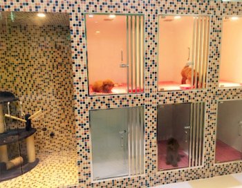 圣宠天津格调春天宠物店活体展示区