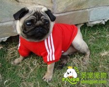 狗狗产后该怎么护理