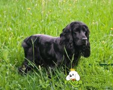 为什么狗狗经常挠耳朵