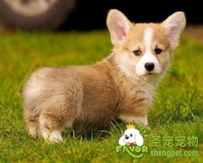 狗狗的传染性肝炎有哪些症状