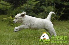 检查狗狗伤势的六种方法