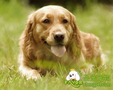 狗狗皮肤病的治疗和预防