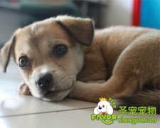 自己给狗狗检查健康的方法