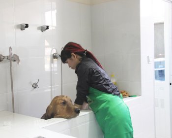 圣宠北京昌平金隅宠物店宠物美容区