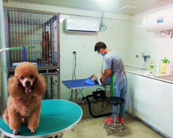 圣宠遵义县万寿广场宠物店宠物美容区