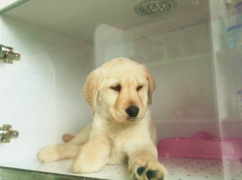 圣宠海口龙昆南路宠物店寄养区