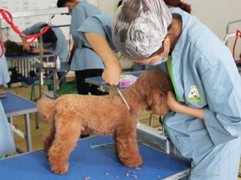 43期美容班综合修剪－实操课