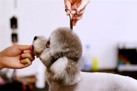 “圣宠+服务”：对不起，我们让您变“懒”，又让成功变得简单！