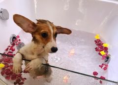 创业开宠物店，我相信圣宠！